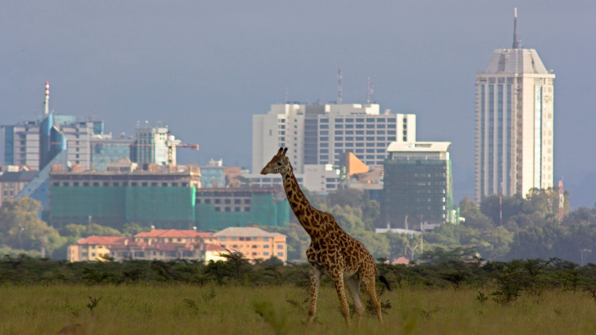 Modern Nairobi skyline and cultural experiences