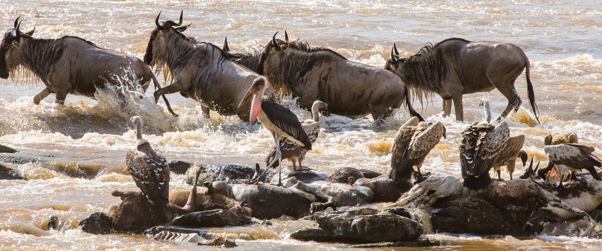 Wildebeest crossing during migration