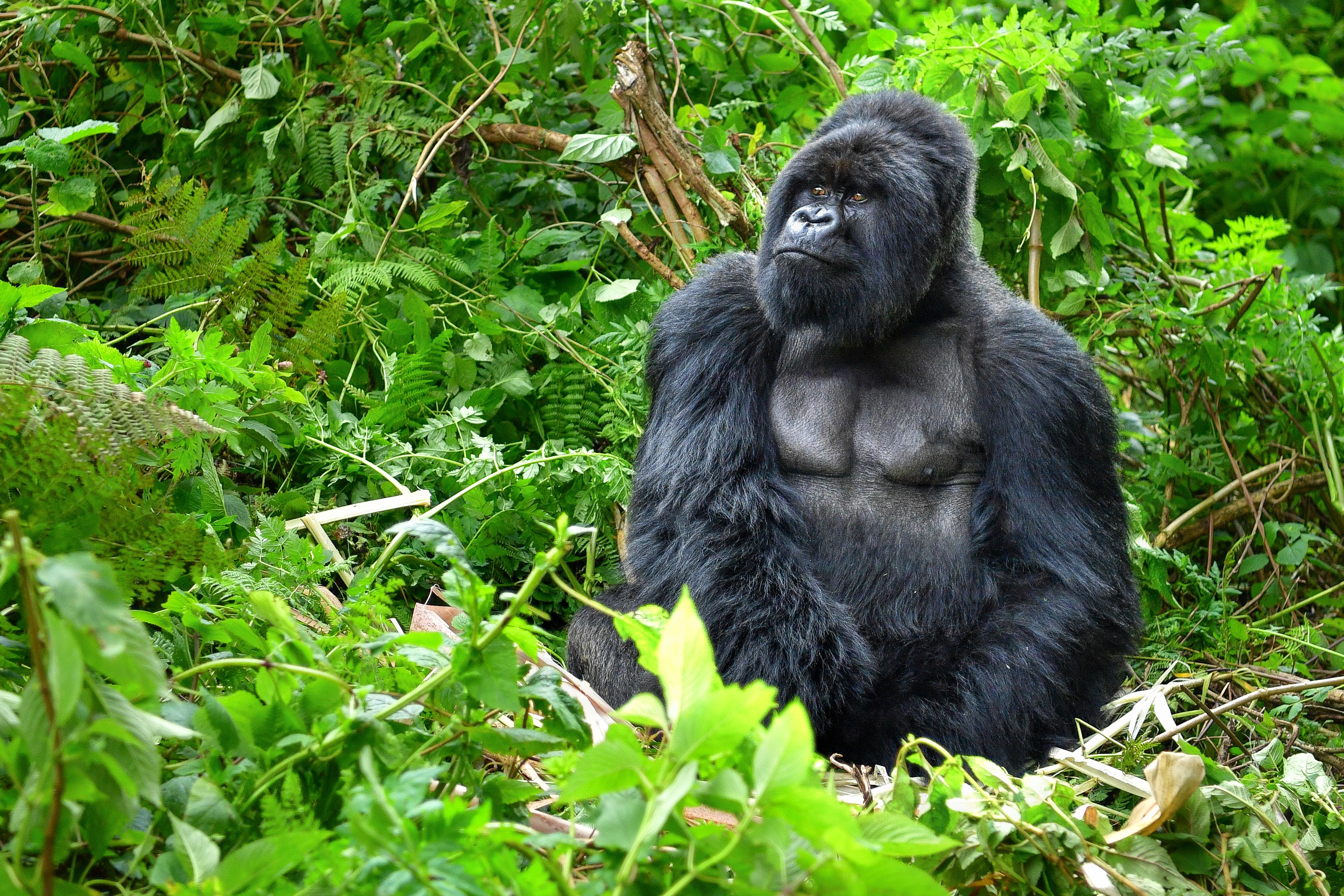 Gorilla in Volcanoes National Park