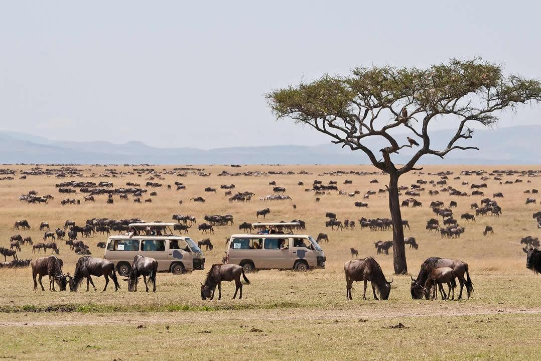 Maasai Mara Safari